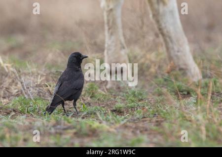 Daurian Jackdaw (Corvus dauuricus), Russia (Baikal), 2nd cy. Stock Photo