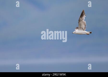 2nd summer Russian Common Gull, Larus canus heine) in flight at Lake Baikal, Russia. Stock Photo