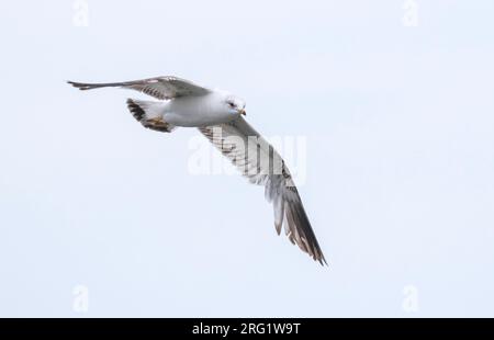 2nd summer Russian Common Gull, Larus canus heine) in flight at Lake Baikal, Russia. Stock Photo