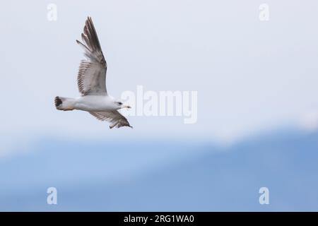 2nd summer Russian Common Gull, Larus canus heine) in flight at Lake Baikal, Russia. Stock Photo