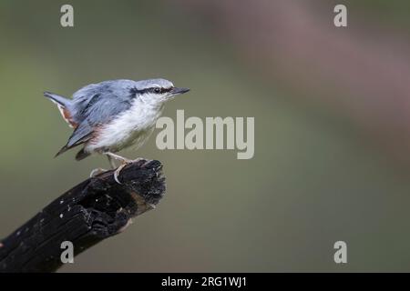 Asian Nuthatch Sitta (europaea ssp. asiatica), Russia (Baikal), adult perched at a tree Stock Photo