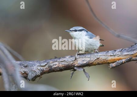 Asian Nuthatch Sitta (europaea ssp. asiatica), Russia (Baikal), adult perched at a tree Stock Photo