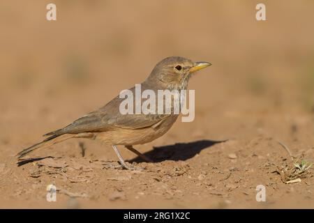 Desert Lark - Steinlerche - Ammomanes deserti ssp. payni, Morocco Stock Photo