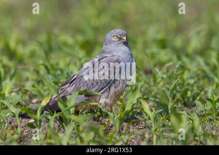 Montague's Harrier - Wiesenweihe - Circus pygargus, Germany, adult male Stock Photo