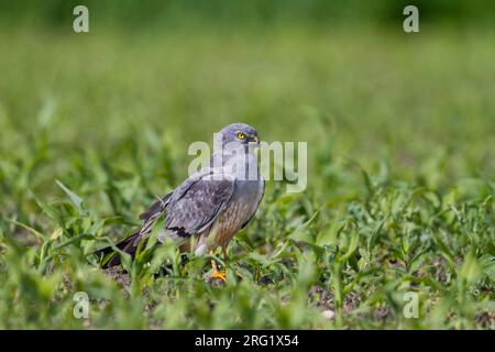 Montague's Harrier - Wiesenweihe - Circus pygargus, Germany, adult male Stock Photo