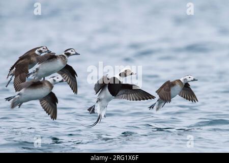Long-tailed Duck - Eisente - Clangula hyemalis, Norway Stock Photo