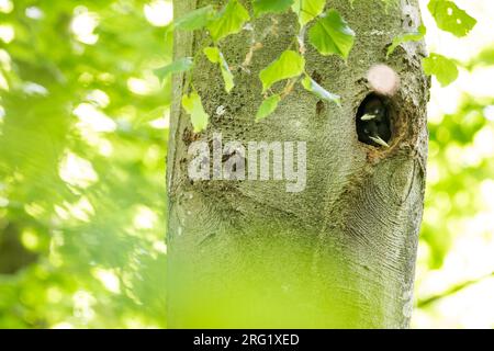 Black Woodpecker - Schwarzspecht - Dryocopus martius martius, Germany, 1st cy Stock Photo