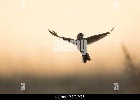 Adult Eastern Eurasian skylark (Alauda arvensis kiborti) in Russia (Baikal) Stock Photo