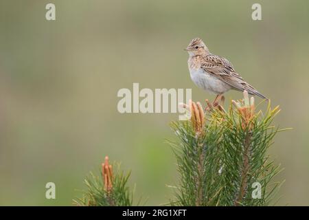 Adult Eastern Eurasian skylark (Alauda arvensis kiborti) in Russia (Baikal) Stock Photo