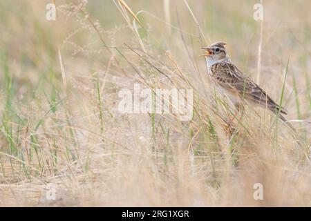 Adult Eastern Eurasian skylark (Alauda arvensis kiborti) in Russia (Baikal) Stock Photo