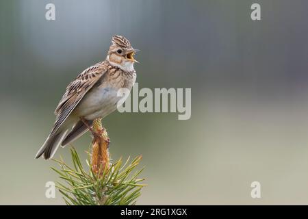 Adult Eastern Eurasian skylark (Alauda arvensis kiborti) in Russia (Baikal) Stock Photo