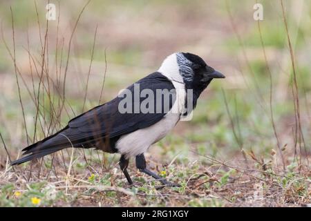 Daurian Jackdaw - Corvus dauuricus - Elsterdohle, Russia (Baikal), adult Stock Photo
