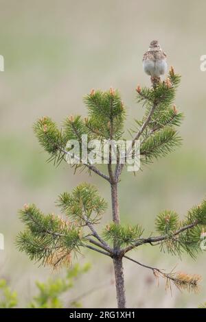 Adult Eastern Eurasian skylark (Alauda arvensis kiborti) in Russia (Baikal) Stock Photo