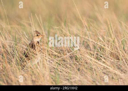 Adult Eastern Eurasian skylark (Alauda arvensis kiborti) in Russia (Baikal) Stock Photo