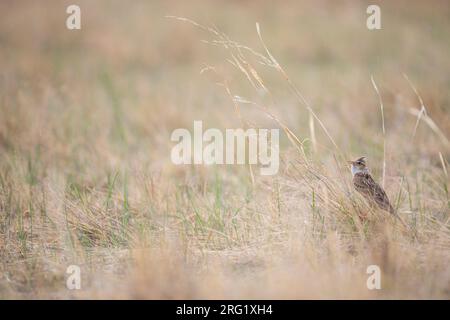 Adult Eastern Eurasian skylark (Alauda arvensis kiborti) in Russia (Baikal) Stock Photo