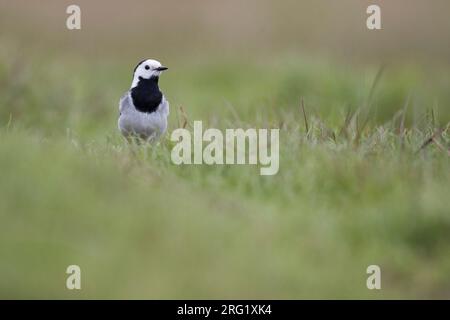 Baikal White Wagtail, Motacilla alba baicalensis, Russia (Baikal), adult, male. Stock Photo