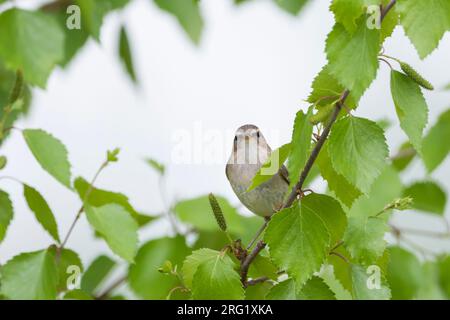 Dusky Warbler (Phylloscopus fuscatus fuscatus), Russia (Baikal), adult Stock Photo