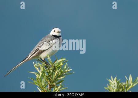 Baikal White Wagtail, Motacilla alba baicalensis, Russia (Baikal), adult, male. Stock Photo