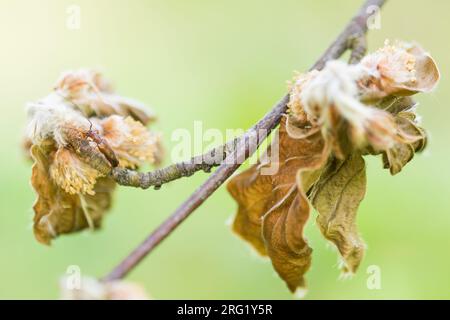 Obrium brunneum - Gemeiner Reisigbock, Germany (Baden-Württemberg), imago Stock Photo