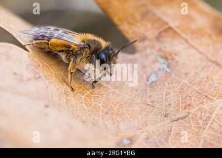 Andrena flavipes - Gemeine Sandbiene, France (Alsace), imago, female Stock Photo