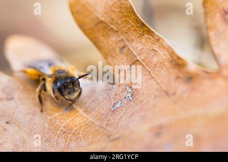 Andrena flavipes - Gemeine Sandbiene, France (Alsace), imago, female Stock Photo