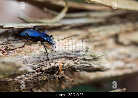 Carabus intricatus - Blue ground beetle - Dunkelblauer Laufkäfer, Germany (Baden-Württemberg), imago, female Stock Photo