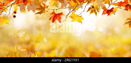 orange fall  leaves, autumn natural background with maple trees, autumnal landscape Stock Photo