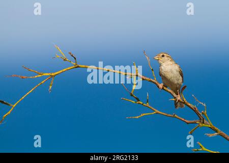 Huismus, House Sparrow, Passer domesticus, adult male, Oman. Coloured by soot Stock Photo