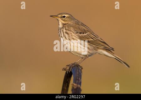 Water Pipit, Anthus spinoletta, in Italy. Stock Photo