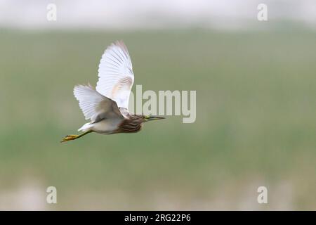 Immature Squacco Heron (Ardeola ralloides) in flight in Africa Stock Photo