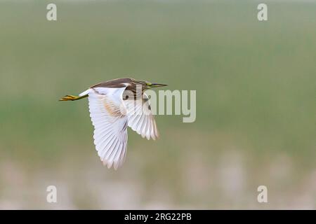 Immature Squacco Heron (Ardeola ralloides) in flight in Africa Stock Photo