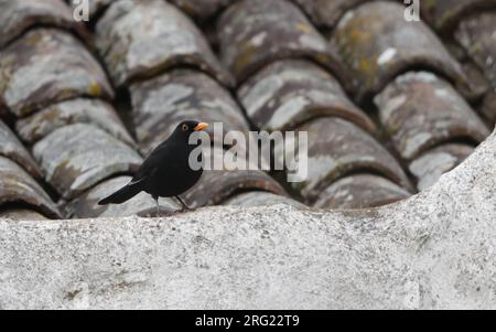 Common Blackbird (Turdus merula cabrerae) male perched on a a roof at Tenerife, Canary Islands, Spain Stock Photo