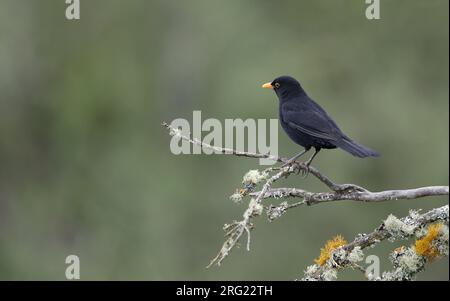 Common Blackbird (Turdus merula cabrerae) male perched on a lichen covered branch at Tenerife, Canary Islands, Spain Stock Photo