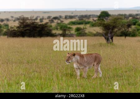 A lioness, Panthera leo, walking through the savanna. Masai Mara National Reserve, Kenya. Stock Photo