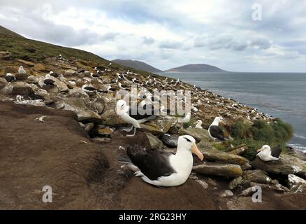 Op Saunders Island is een grote kolonie wenkbrauwalbatrossen gevestigd On The Rookery, Saunders Island in The Falklands there is a huge colony of Blac Stock Photo