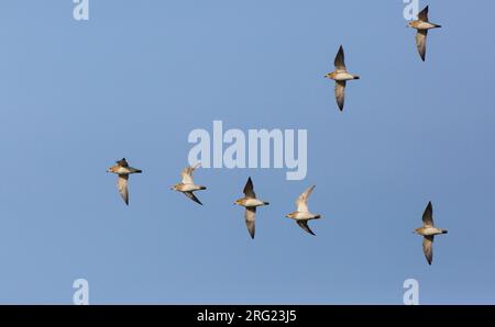 European Golden Plovers (Pluvialis apricaria) flying in the early morning winter sun to their feeding area's along the Dutch coast. Stock Photo