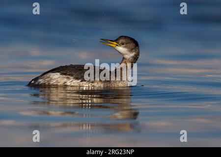 Roodhalsfuut zwemmend in Italiaanse haven; Red-necked Grebe swimming in Italian harbour Stock Photo