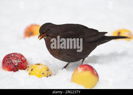 Adult female Common Blackbird (Turdus merula merula) eating apples in snow at Holte, Denmark Stock Photo