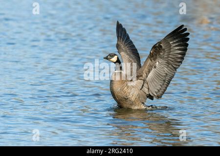 Adult swimming Cackling Goose (Branta hutchinsii) during winter in Colusa Country California, USA. Holding wings above the body. Stock Photo