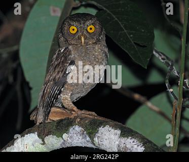 Andaman scops owl (Otus balli) on the Andaman islands off India. Stock Photo