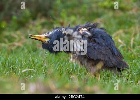 Vagrant Dwarf Bittern (Ixobrychus sturmii) on Fuerteventura, Canary Islands, Spain. A very rare African vagrant to Europe and North Africa. Stock Photo