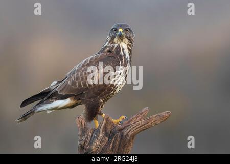 Common Buzzard (Buteo buteo) in Italy. Looking alert in to camera. Stock Photo