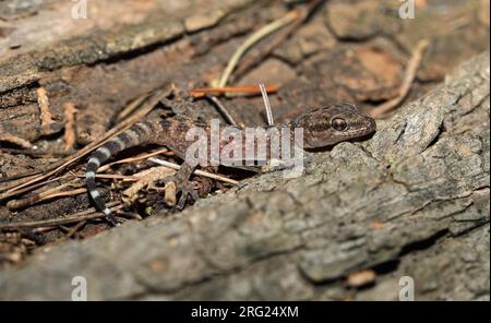 taken the 19/02/2021 at Levant island - Hyeres - France Stock Photo