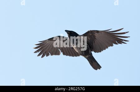 Hybrid Carrion x Hooded Crow in Germany. Stock Photo