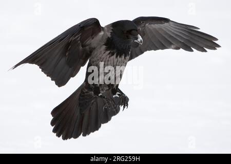 Hybrid Carrion x Hooded Crow in Germany. Stock Photo