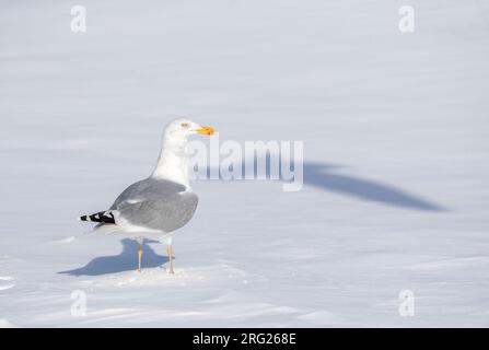 Adult European Herring Gull (Larus argentatus) in Katwijk, Netherlands. Standing on the snow. Stock Photo