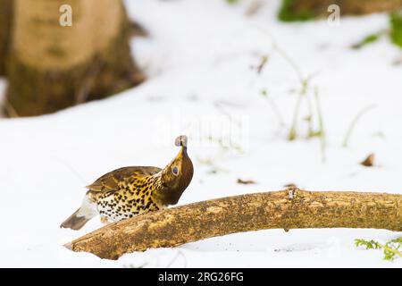 Zanglijster, Song Thrush, Turdus philomelos foraging on slugs or snails breaking on branch Stock Photo