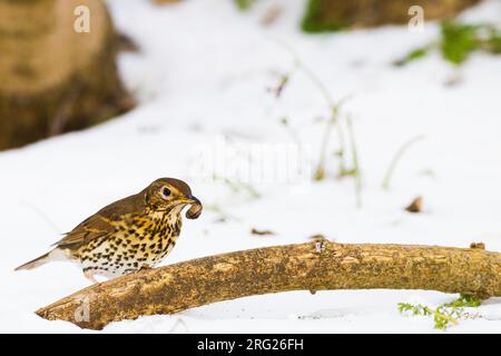Zanglijster, Song Thrush, Turdus philomelos foraging on slugs or snails breaking on branch Stock Photo