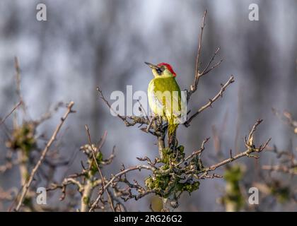 Adult female European Green Woodpecker (Picus viridis) perched on a tree in Eastern Flanders, Belgium. Stock Photo