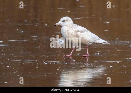 Second winter Iceland Gull (Larus glaucoides) sitting on ice in Oostakker, Gent, Eastern Flanders, Belgium. Stock Photo